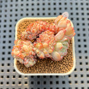 Echeveria 'Red Moon' Crested 1"-2" Succulent Plant Cutting