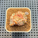 Echeveria 'Red Moon' Crested 1"-2" Succulent Plant Cutting
