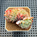 Echeveria 'Red Moon' Crested 1"-2" Succulent Plant Cutting