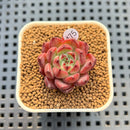 Echeveria sp. 1" Succulent Plant Cutting