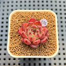 Echeveria sp. 1" Succulent Plant Cutting
