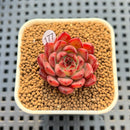 Echeveria sp. 1" Succulent Plant Cutting