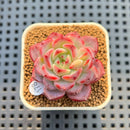 Echeveria 'Fairy King' 2" Succulent Plant Cutting