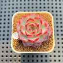 Echeveria 'Fairy King' 2" Succulent Plant Cutting