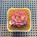 Echeveria 'Fairy King' 2" Succulent Plant Cutting