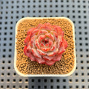 Echeveria 'Meteor' 1" Succulent Plant Cutting