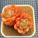 Echeveria 'Gold Jelly' 2"-3" Succulent Plant Cutting