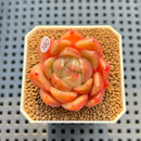 Echeveria 'Gold Jelly' 2" Succulent Plant Cutting