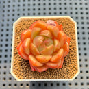 Echeveria 'Gold Jelly' 2" Succulent Plant Cutting