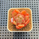 Echeveria 'Gold Jelly' 1" Succulent Plant Cutting