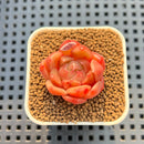 Echeveria 'Gold Jelly' 1" Succulent Plant Cutting