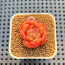 Echeveria 'Gold Jelly' 1" Succulent Plant Cutting