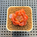 Echeveria 'Gold Jelly' 1" Succulent Plant Cutting