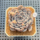 Echeveria 'Gray Rosa' 2" Succulent Plant Cutting