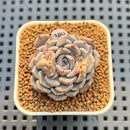 Echeveria 'Gray Rosa' 2" Succulent Plant Cutting