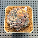 Echeveria 'Gray Rosa' 2" Succulent Plant Cutting