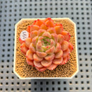 Echeveria 'Damask' 2" Succulent Plant Cutting