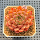 Echeveria 'Damask' 2" Succulent Plant Cutting