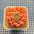 Echeveria 'Damask' 2" Succulent Plant Cutting