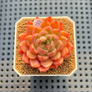 Echeveria 'Damask' 2" Succulent Plant Cutting
