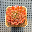 Echeveria 'Damask' 2" Succulent Plant Cutting