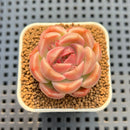 Echeveria sp. 2" Succulent Plant Cutting