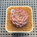 Echeveria 'Max Purple' 1" Succulent Plant Cutting