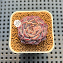 Echeveria 'Max Purple' 1" Succulent Plant Cutting