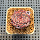 Echeveria 'Max Purple' 1" Succulent Plant Cutting
