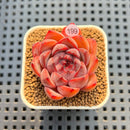 Echeveria 'Morota' 2" New Hybrid Succulent Plant Cutting