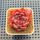 Echeveria 'Morota' 2" New Hybrid Succulent Plant Cutting