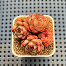 Echeveria sp. 1"-2" Succulent Plant Cutting