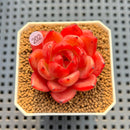 Echeveria 'Sunset Song' 2" New Hybrid Succulent Plant Cutting
