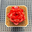 Echeveria 'Sunset Song' 2" New Hybrid Succulent Plant Cutting