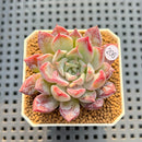 Echeveria 'Pegasus' 2" New Hybrid Succulent Plant Cutting
