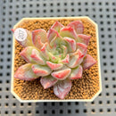 Echeveria 'Pegasus' 2" New Hybrid Succulent Plant Cutting