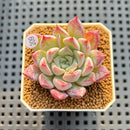Echeveria 'Pegasus' 2" New Hybrid Succulent Plant Cutting