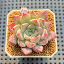 Echeveria 'Pegasus' 2" New Hybrid Succulent Plant Cutting