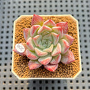 Echeveria 'Pegasus' 2" New Hybrid Succulent Plant Cutting