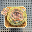 Echeveria 'Blackberry' 2" New Hybrid Succulent Plant Cutting