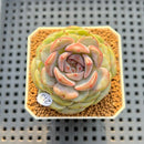 Echeveria 'Blackberry' 2" New Hybrid Succulent Plant Cutting