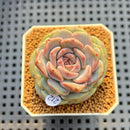 Echeveria 'Blackberry' 2" New Hybrid Succulent Plant Cutting