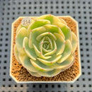 Echeveria 'Compton Carousel' AKA Echeveria 'Lenore Dean'Succulent Plant Cutting