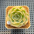 Echeveria 'Compton Carousel' AKA Echeveria 'Lenore Dean'Succulent Plant Cutting