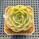 Echeveria 'Compton Carousel' AKA Echeveria 'Lenore Dean'Succulent Plant Cutting