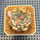 Echeveria 'Glare' 2" New Hybrid Succulent Plant Cutting
