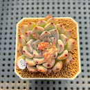 Echeveria 'Glare' 2" New Hybrid Succulent Plant Cutting