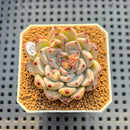 Echeveria 'Glare' 2" New Hybrid Succulent Plant Cutting