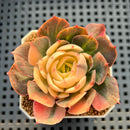 Echeveria 'Banya' Variegated 2" Succulent Plant Cutting
