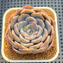 Echeveria 'Cocozen' 2"-3" Succulent Plant Cutting